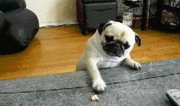 策划巴哥最新爆料视频,揭秘策划背后的秘密与惊喜